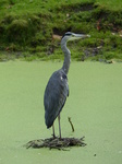 FZ020038 Grey Heron.jpg